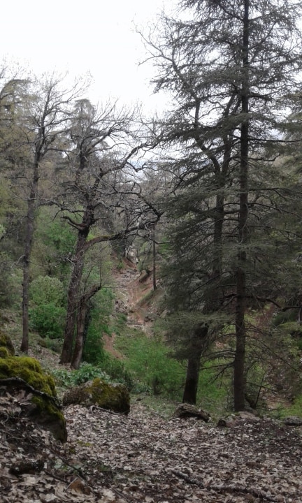 Azrou Cedar Forest, Old Monastery, town hub