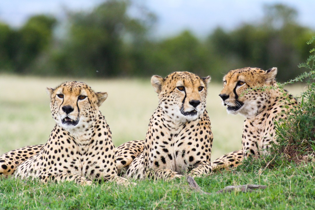 The David Sheldrick's Orphanage, Meru National Park game drives, Ol Pejeta Conservancy chimpanzees, Samburu National Reserve Special 5