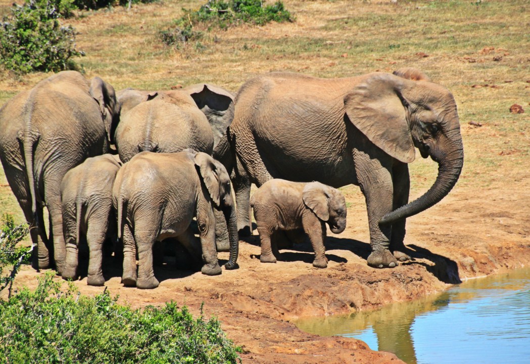 Ruaha National Park, morning and evening game drives, Iringa transfer