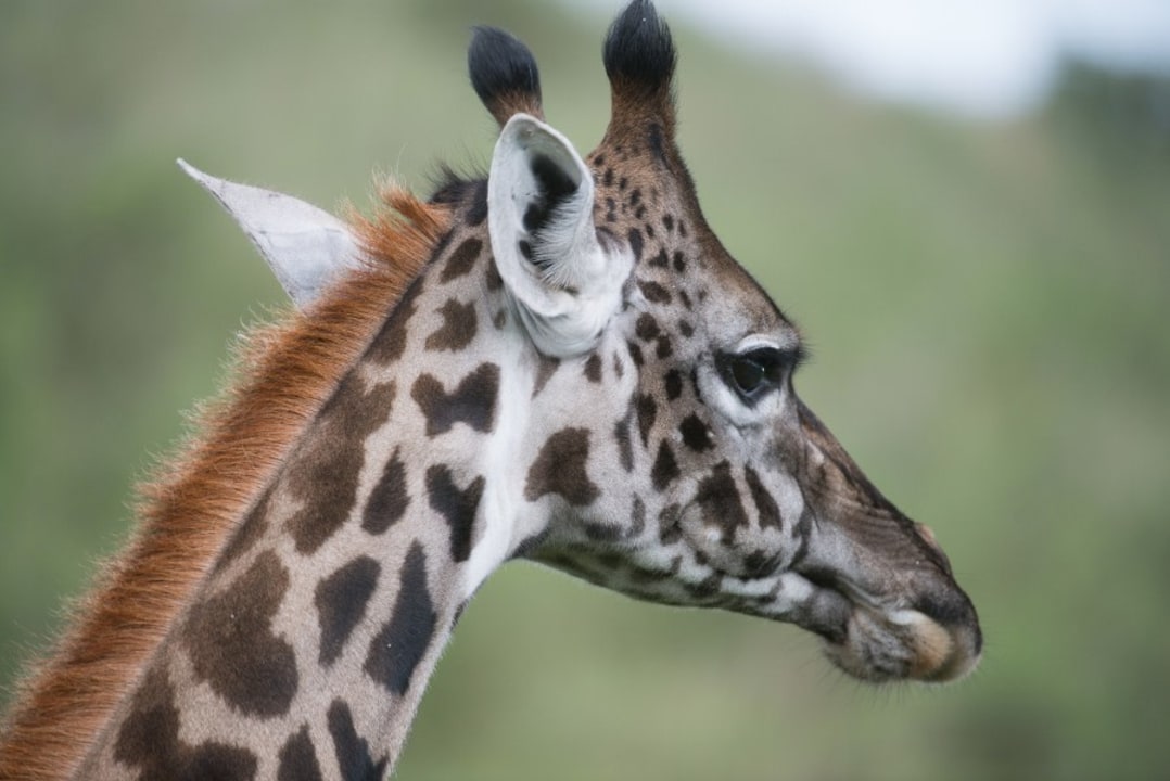 Tarangire River, Tarangire National Park, Ngorongoro Crater, Lake Manyara National Park