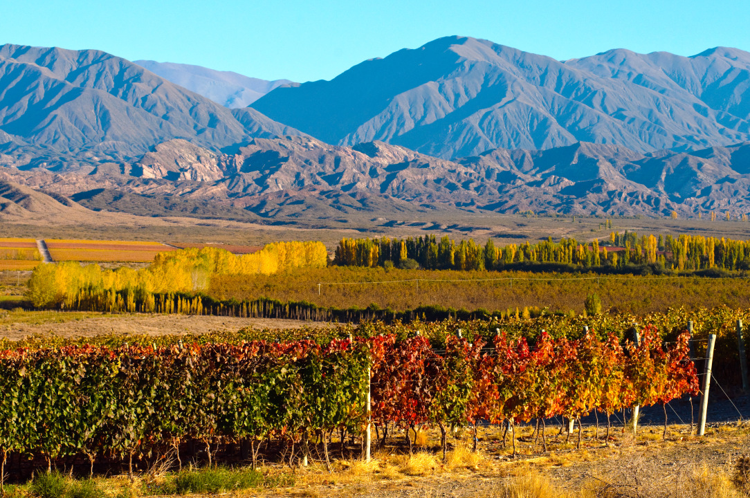 Lujan de Cuyo vineyards, Maipu wineries, Mendoza olive grove