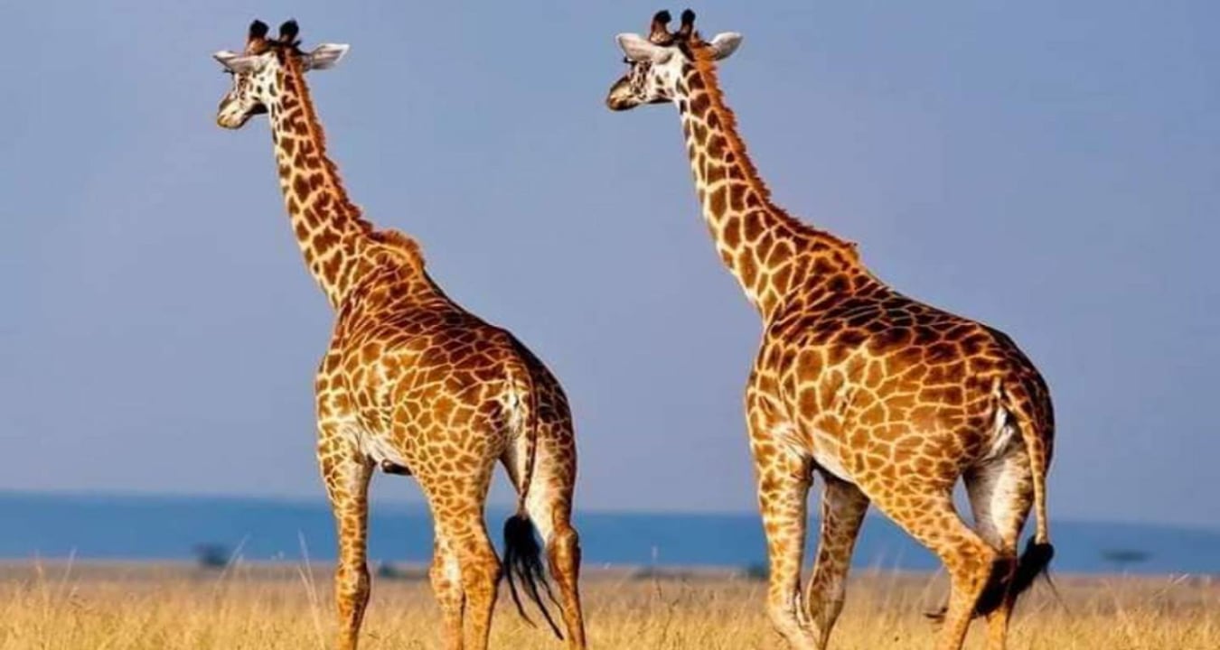 Tarangire River, Naabi Hill picnic, Serengeti National Park plains, Ngorongoro Crater Floor