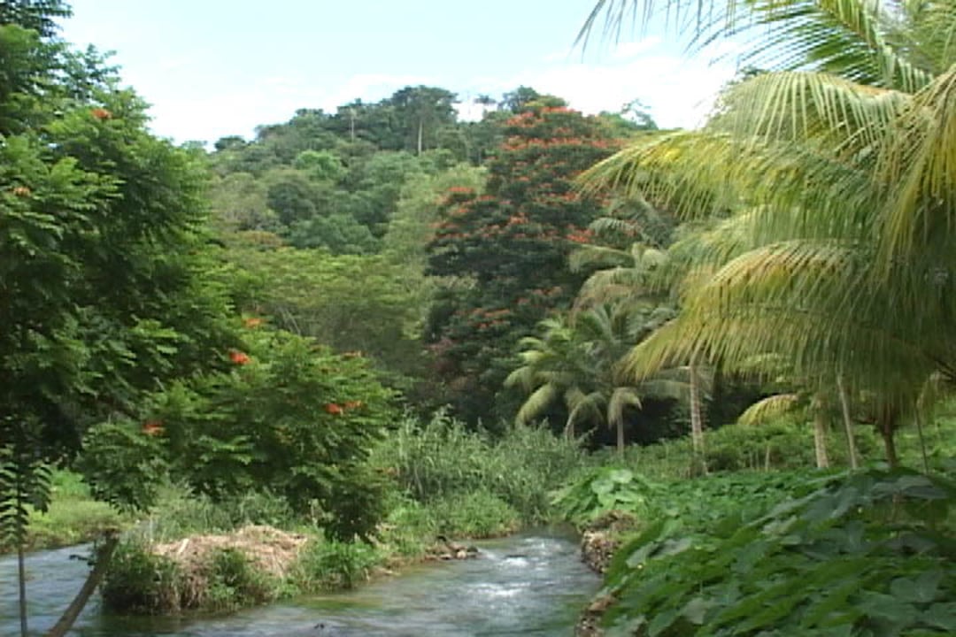 Benji's Paradise, Blue Hole Mineral Spring, Roaring River, rainforest mountains