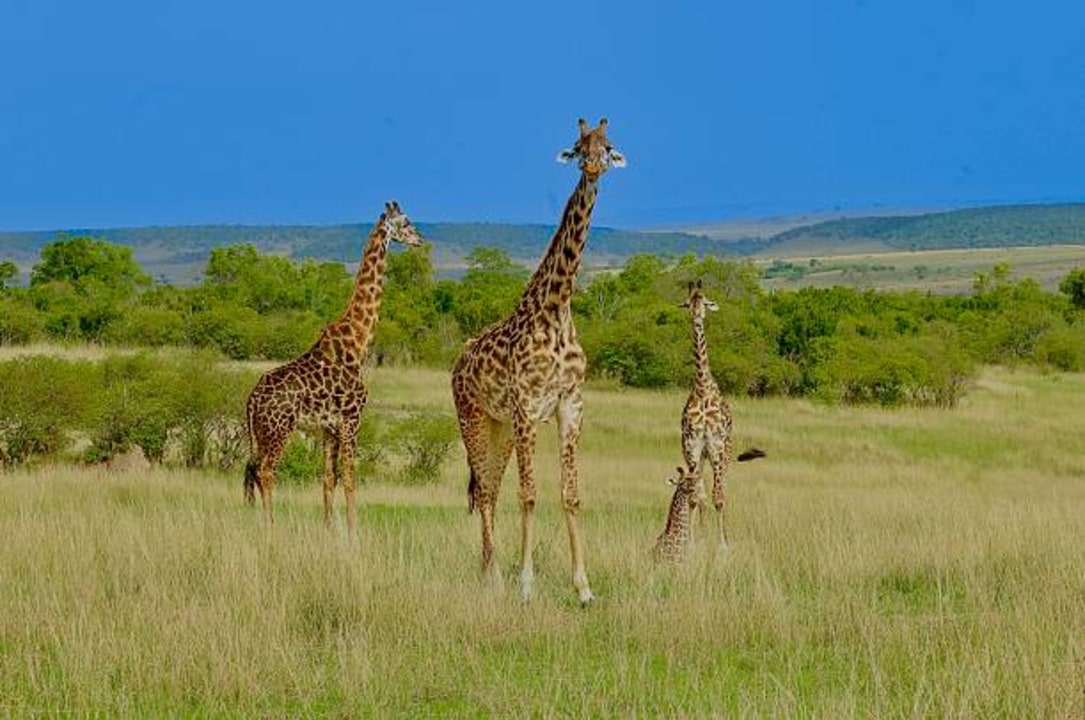 Nairobi National Park, Nairobi skyline, Sheldrick Wildlife Trust Elelphant Nursery, Giraffe Centre