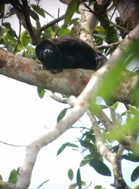Gatùn Lake, Chagres River, Sloth Sanctuary, historic Gamboa town