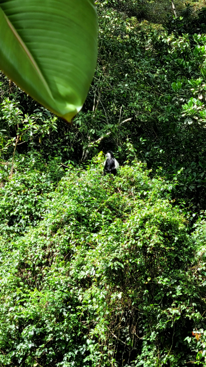 Magamba Rainforest canopy, Kugulu Hakwewa Peak viewpoint, Lumbago Loyal Village, Lushoto