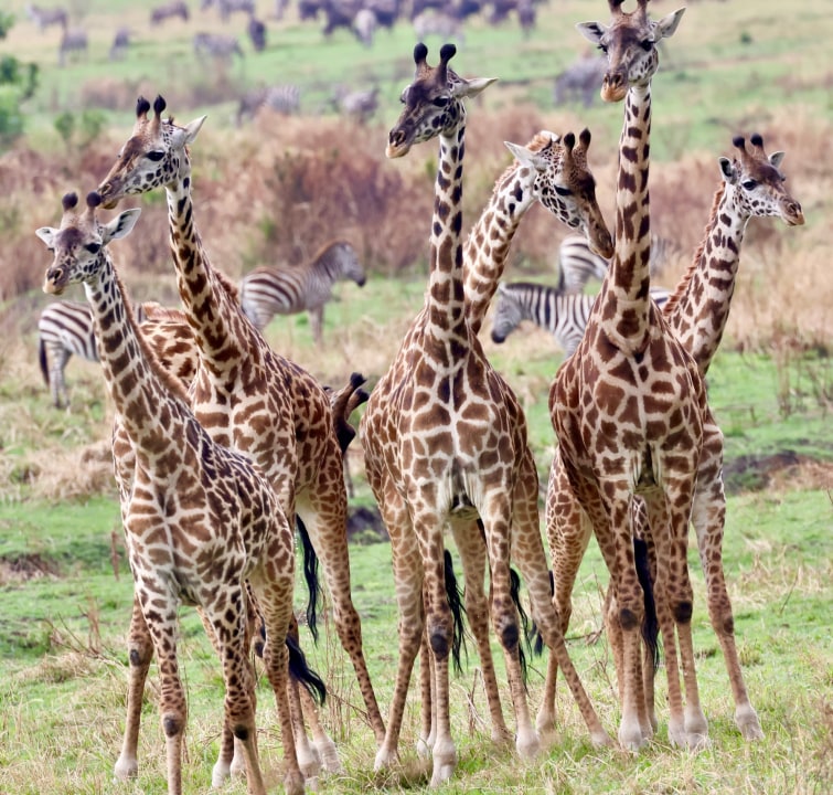 Akagera National Park savannah, Lake Ihema waterways, Twin Lakes of Burera and Ruhondo, Volcanoes National Park highlands
