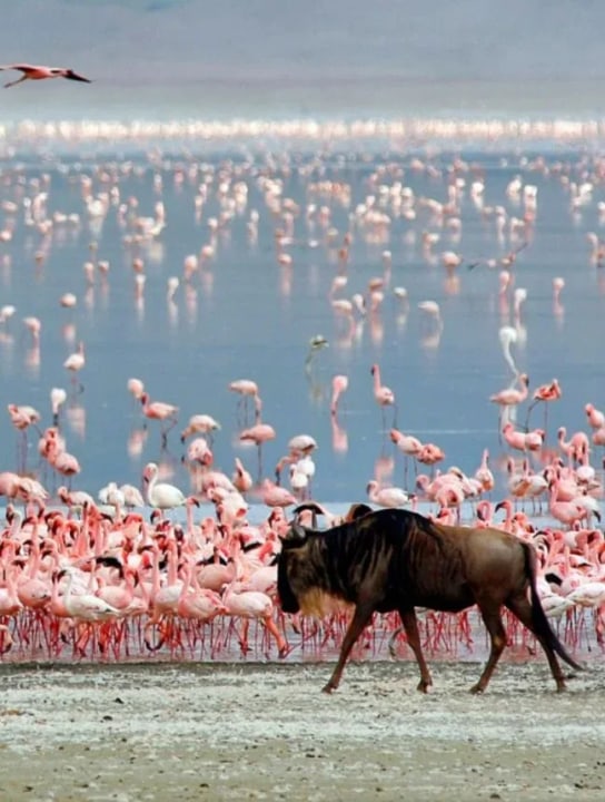 Lake Manyara National Park, Mto Wa Mbu market town, the Great Rift Valley escarpment