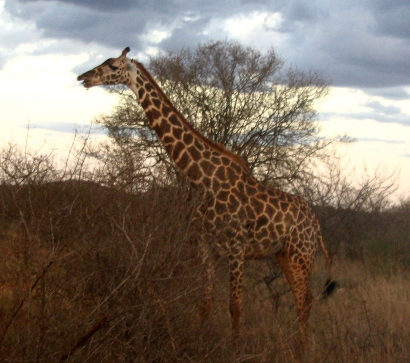 Amboseli National Park, snow-capped Mount Kilimanjaro, Mzima Springs