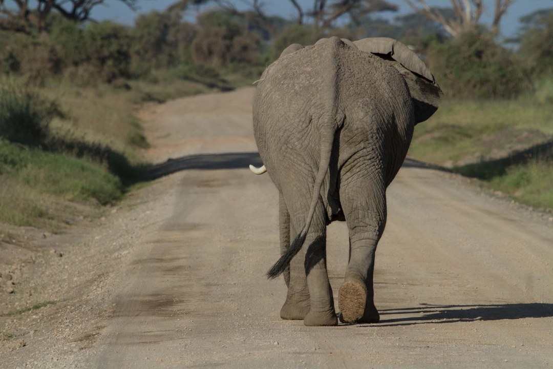 Tarangire National Park, baobab trees and elephants, Ngorongoro Crater