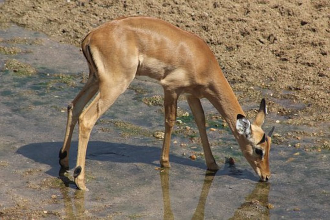 Ruaha National Park, Government Bandas, jungle walk with Park Rangers