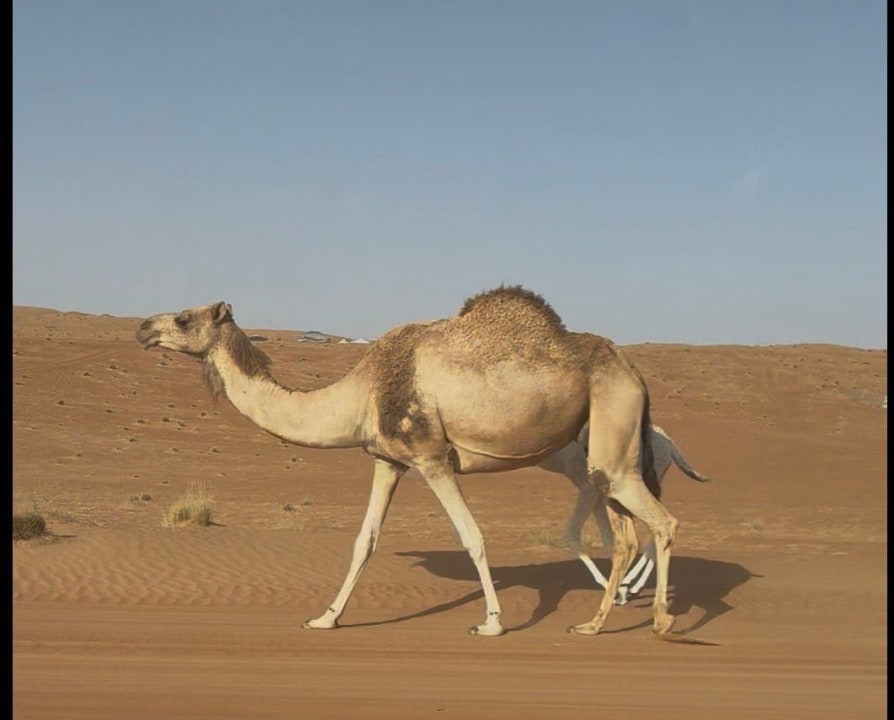 Nizwa Fort, Wadi Bani Khalid pools, Wahiba Sands dunes