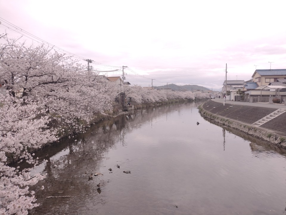 Wakayama Castle, Kinokawa Cycling Road, Saikazaki, Yosuien Garden