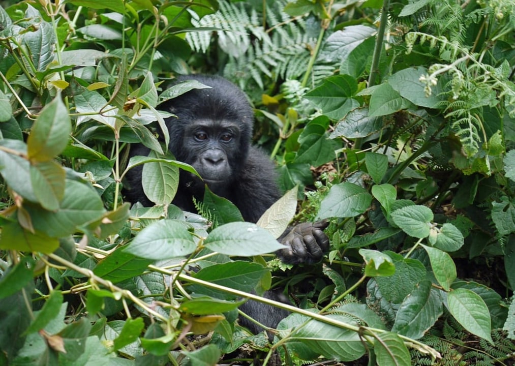 Masai Mara, Volcanoes National Park, Bwindi Impenetrable National Park, Lake Mburo National Park