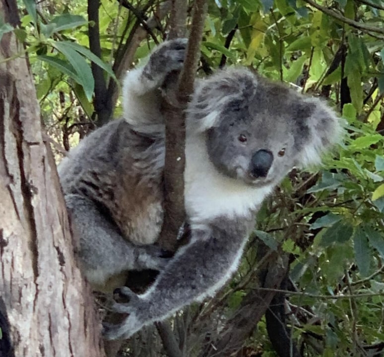 Bells Beach, Kennett River koala habitat, 12 Apostles boardwalk, Loch Ard Gorge