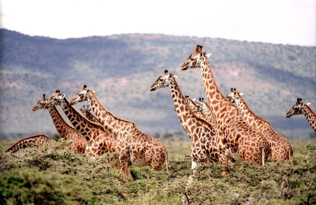 Tarangire's ancient baobabs, the sweeping plains of Serengeti, Ngorongoro Crater