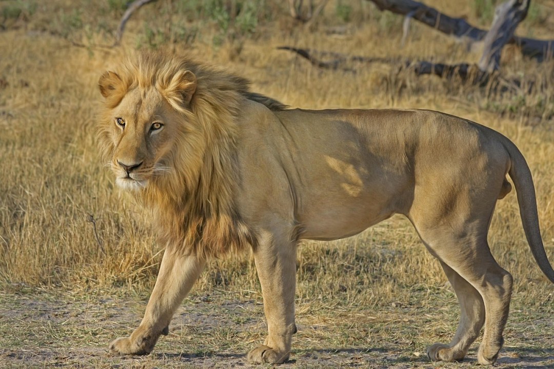 Bothongo Rhino and Lion Reserve, Wonder Caves, Cradle of Humankind