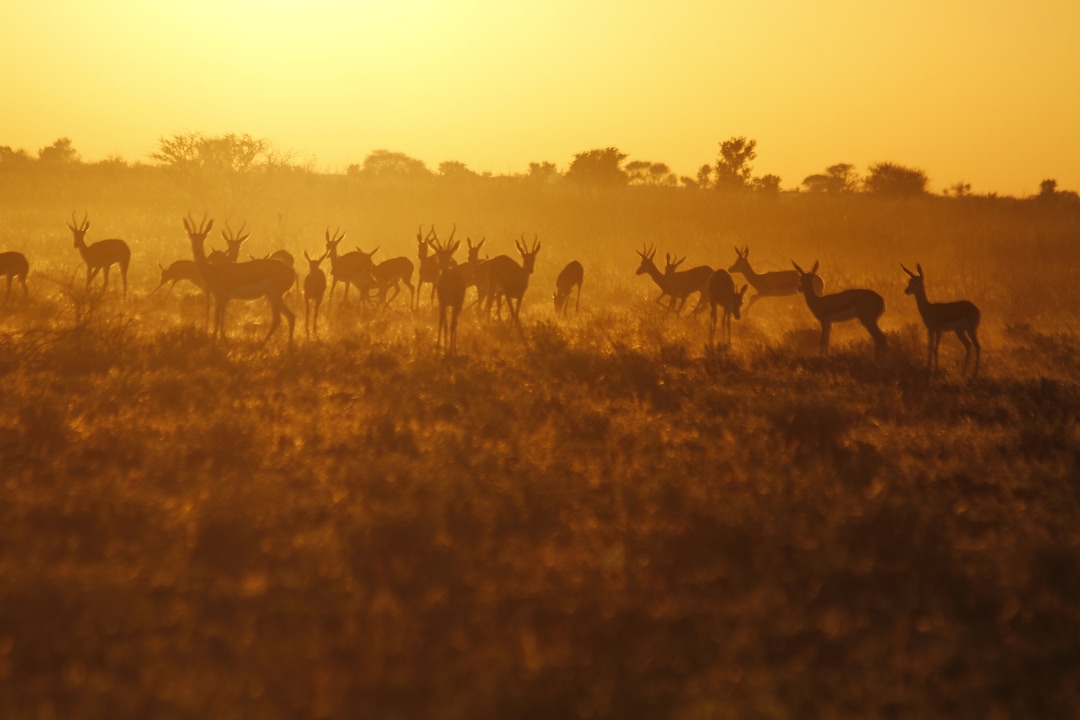 Chobe River, Savuti Marsh, Khwai River, Moremi Game Reserve