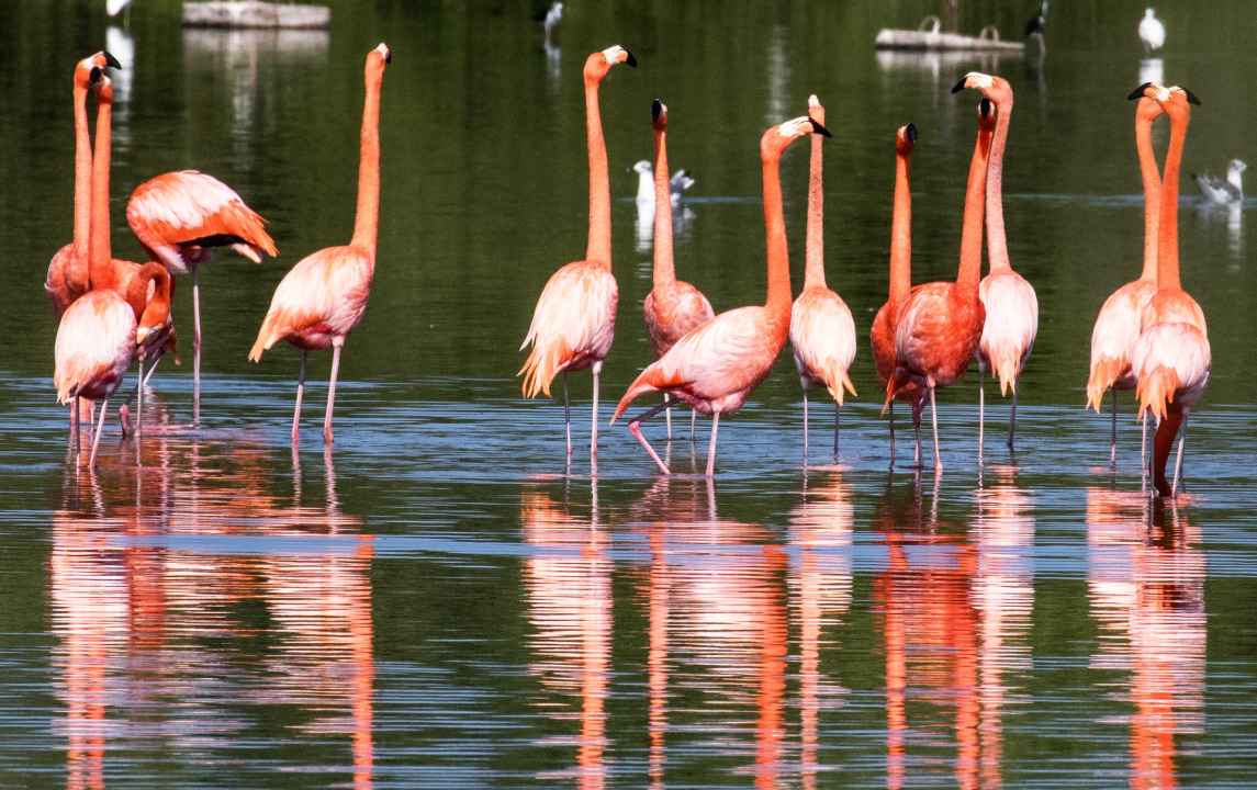 Ngorongoro Crater, Big Five game animals, colourful flamingos