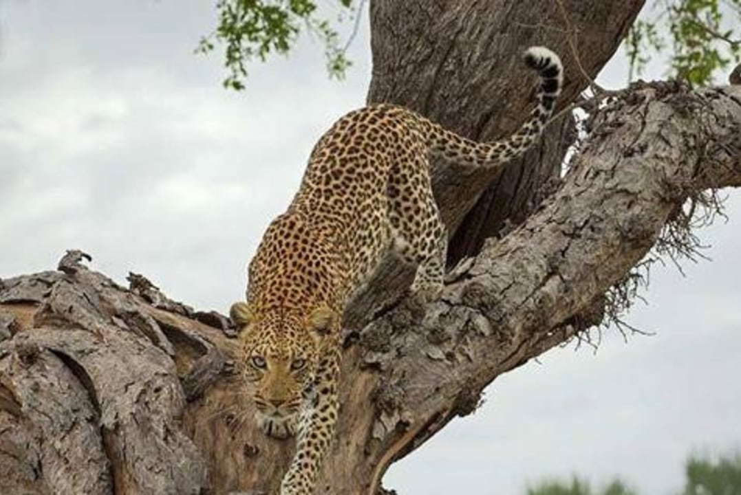 Amboseli National Park, snow-capped Mt. Kilimanjaro, Lake Nakuru, Masai Mara