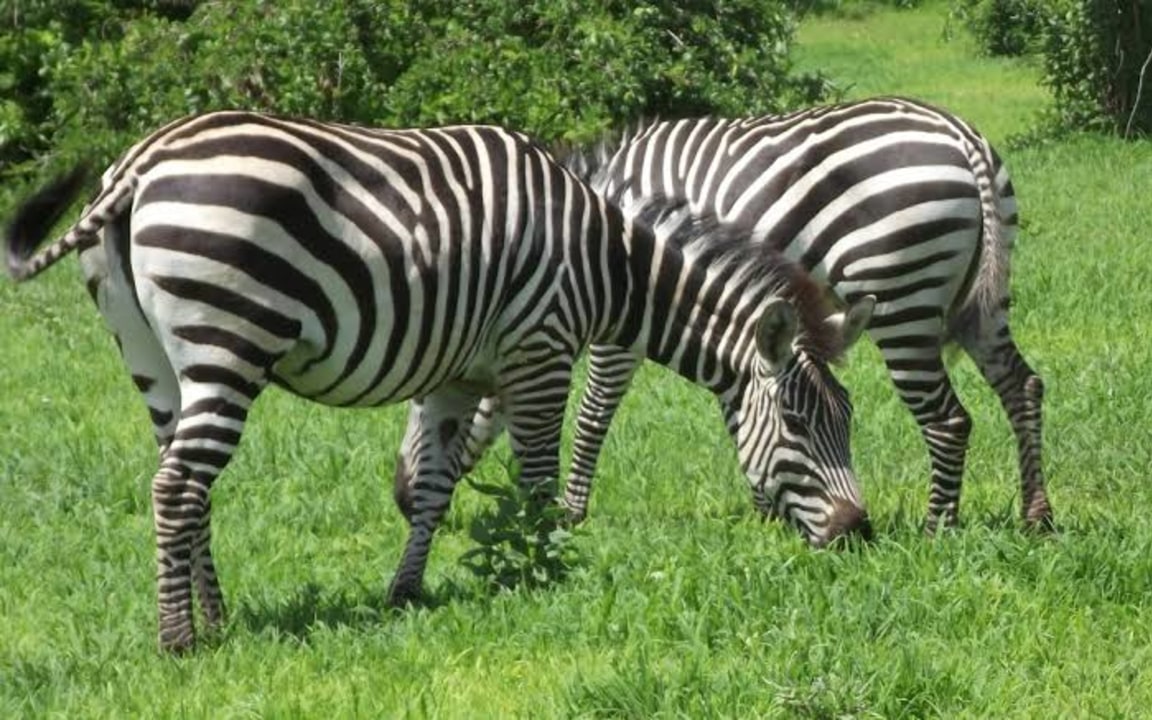 Mkomazi National Park, black rhino, game drives