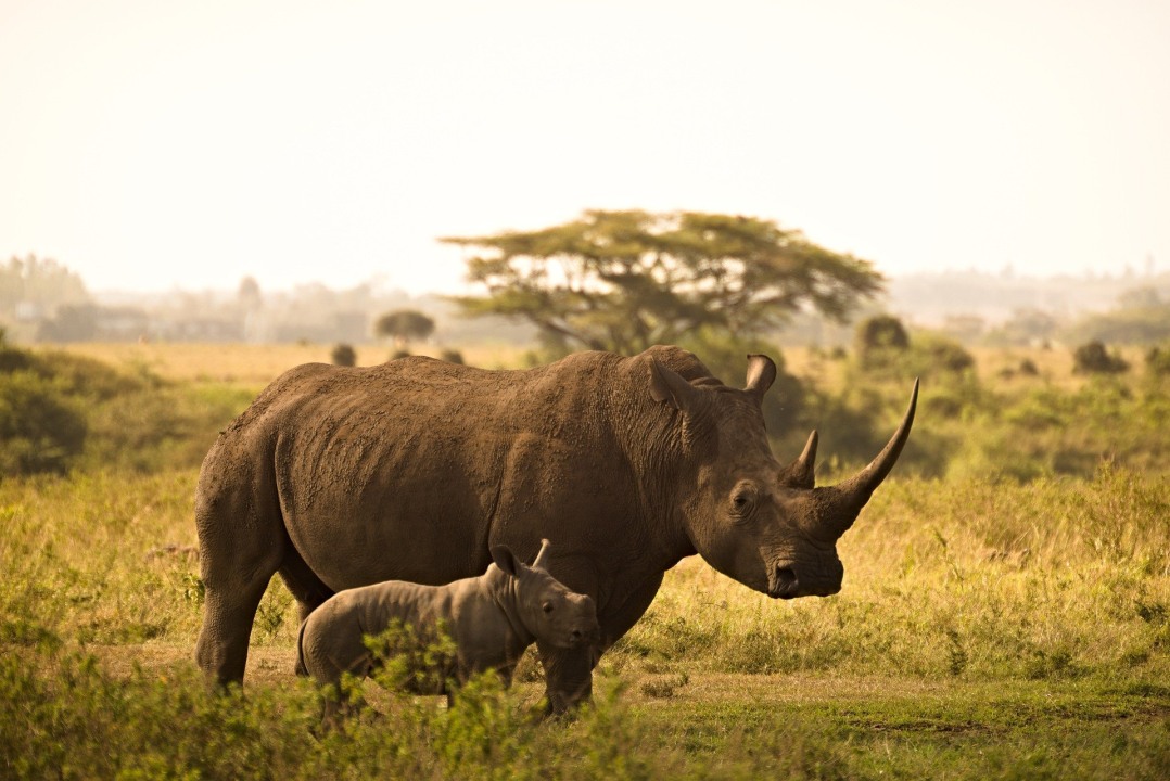 Nairobi National Park, Sheldrick Wildlife Trust Elelphant Nursery, Giraffe Centre