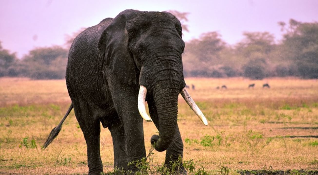 Tarangire National Park, Lake Manyara National Park, Ngorongoro Crater