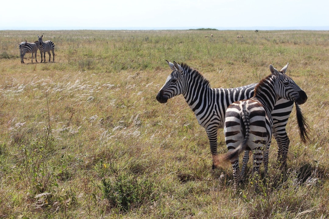 Nairobi National Park, David Sheldrick Elephant Orphanage, Giraffe Center