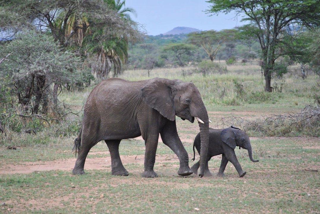 Serengeti National Park, Seronera area and Lobo area, Ngorongoro Crater