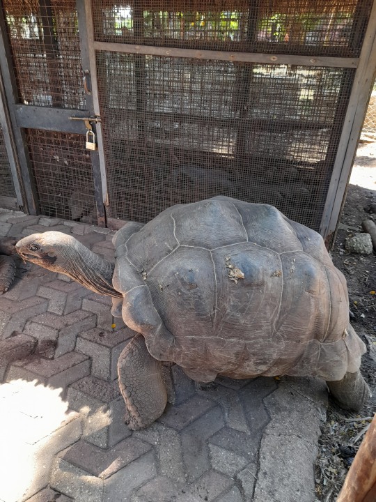 Stone Town alleys, Tembo House Hotel, Prison Island beach, Giant Aldabra tortoises