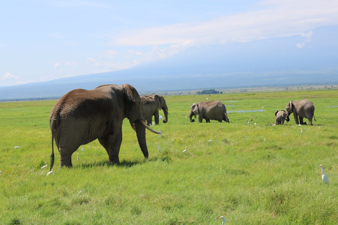 Mount Kilimanjaro, Amboseli National Park, Nairobi-Mombasa road
