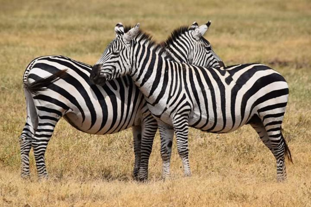 Ruaha National Park, Iringa, adventurous game drives