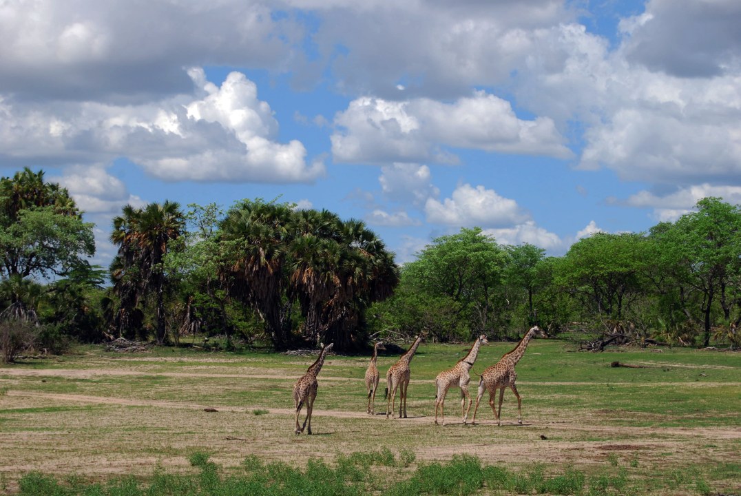 Selous Game Reserve boat safari, Mikumi National Park plains, Saadani National Park birdlife