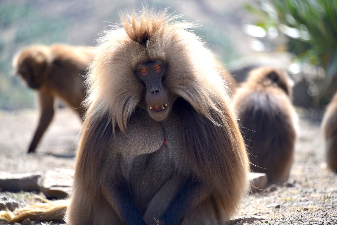 island monasteries of Lake Tana, Blue Nile Falls, Fasil Ghebbi, Simien Mountains National Park