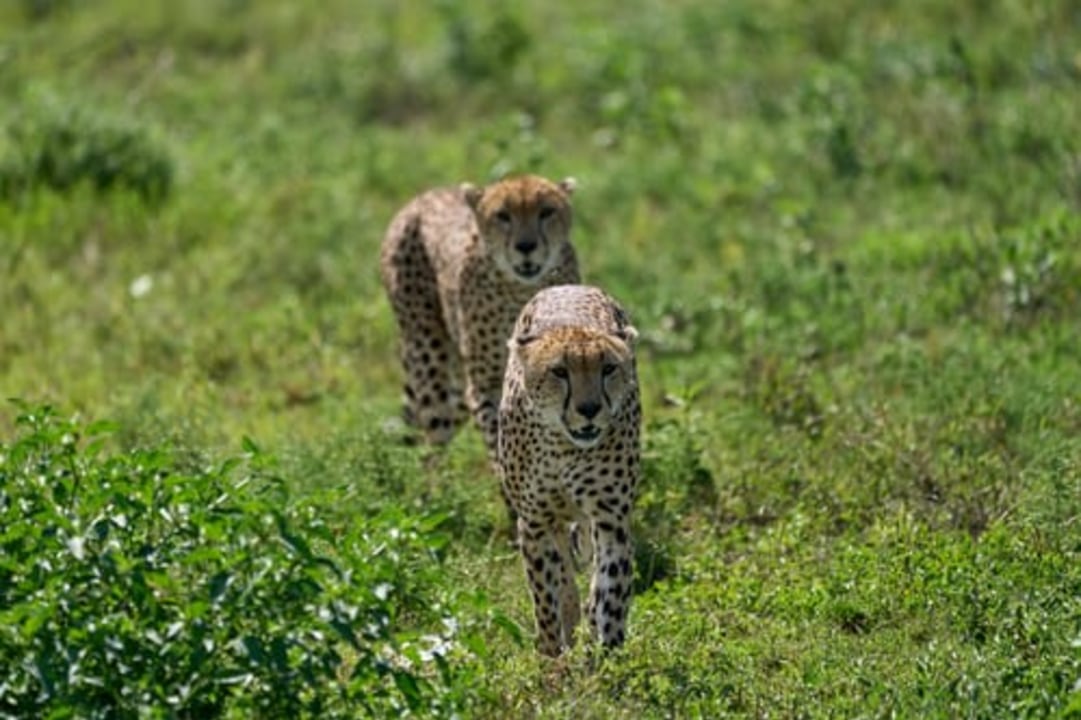 Lake Manyara National Park, the Great Rift Valley's western escarpment, Ngorongoro Crater picnic