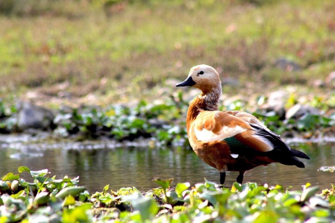 Chitwan National Park, Bishazari Tal, Trisuli River, Kathmandu Valley