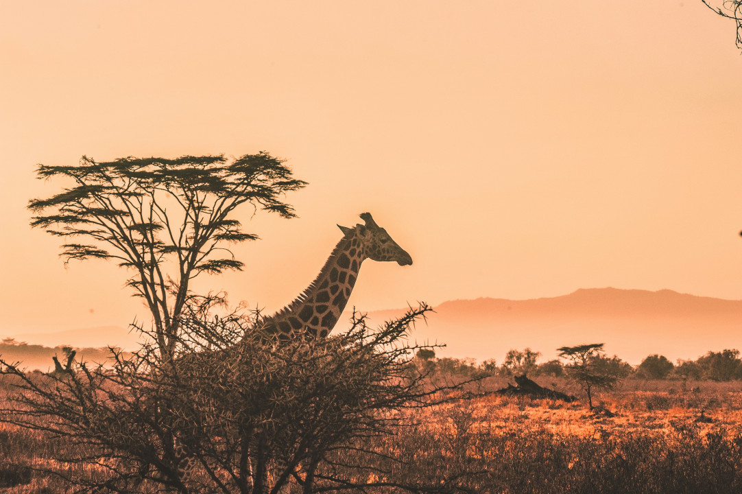 Tarangire National Park, vast elephant herds and ancient baobab trees, Ngorongoro Crater, hippo lake