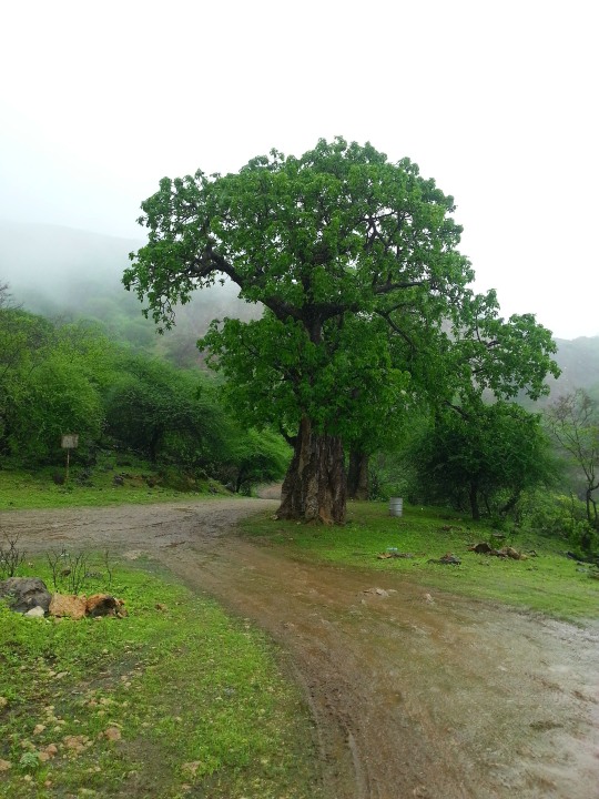 Dhofar Mountains, Mirbat, Al Magsail beach, Sumahram