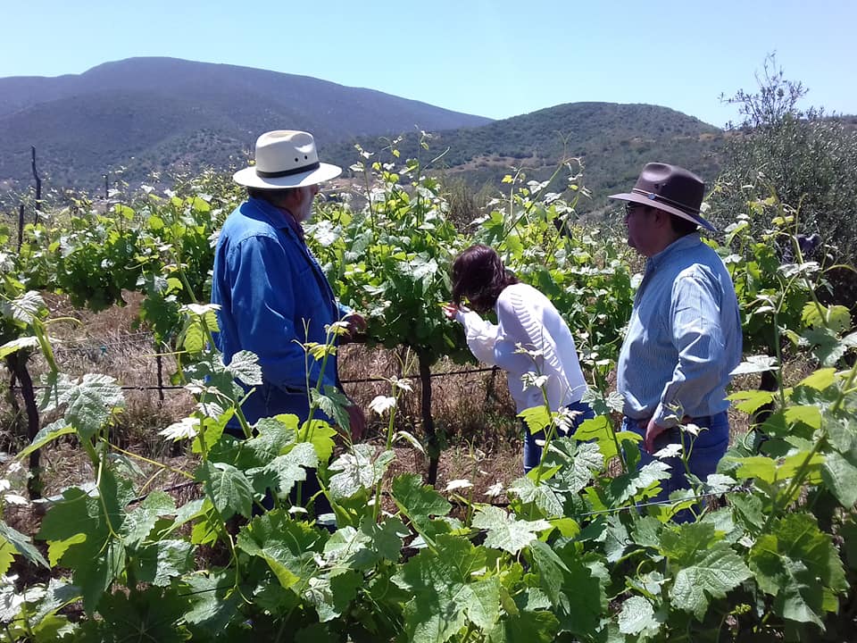 Valle de Guadalupe vineyards, Wine Museum of Baja California, Ensenada
