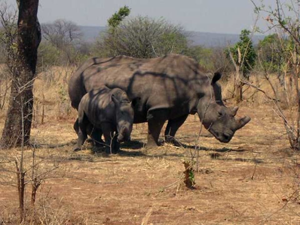 Livingstone National Park, white rhinos, open game-viewer vehicle