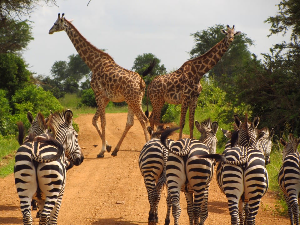 Mikumi National Park, game drives, giraffes and elephants
