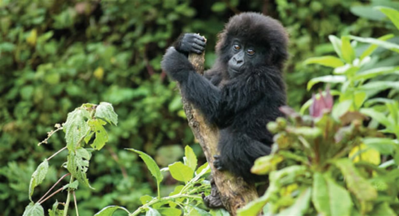 Bwindi Impenetrable Forest, the equator, Mbarara