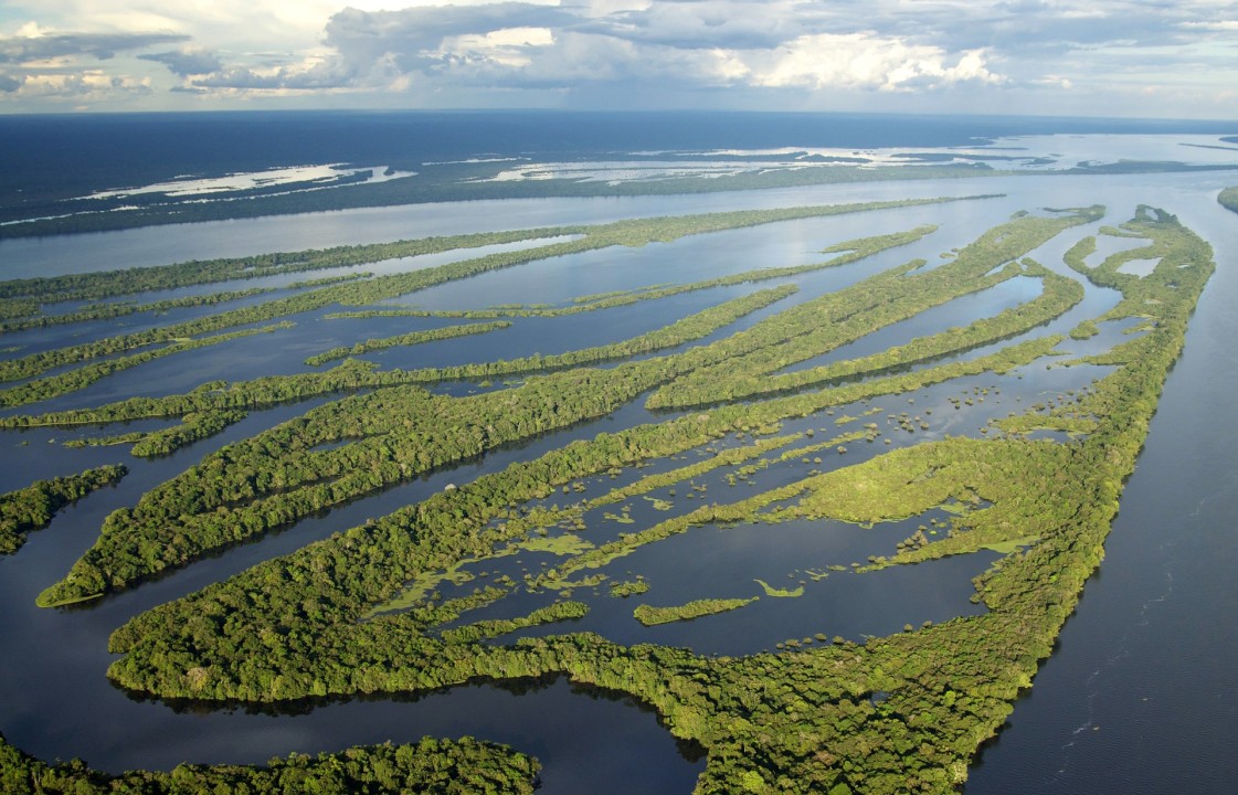 Rio Negro river, Black River, crocodile nursery