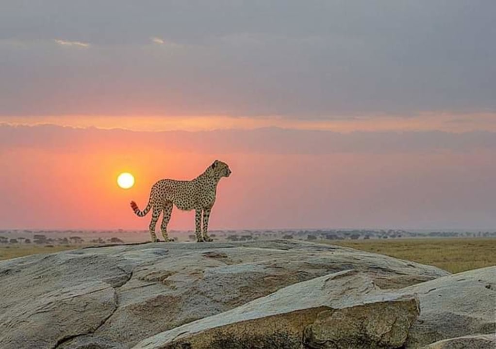 Ruaha National Park, Iringa, adventurous game drives