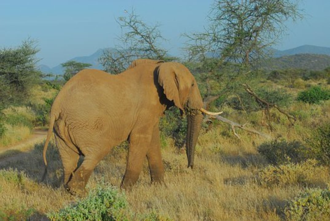 Samburu National Reserve, Ewaso Ng'iro River, Nairobi