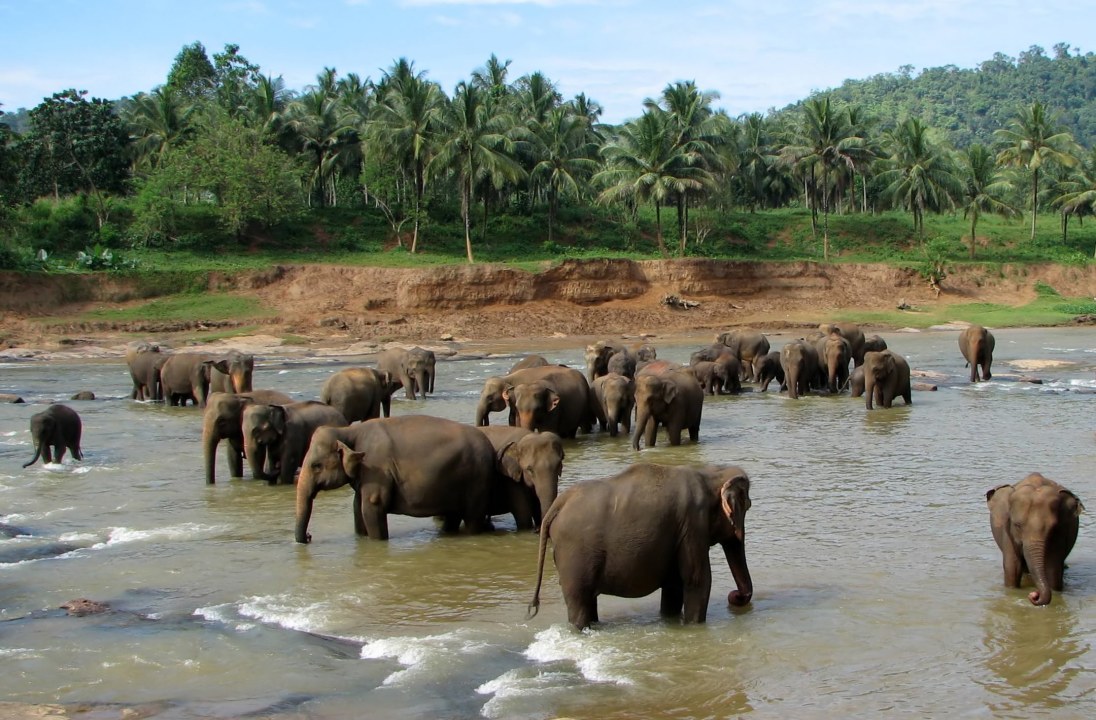 Pinnawala Elephant Orphanage, Temple of the Sacred Tooth Relic, Royal Botanical Garden of Sri Lanka, tea plantation