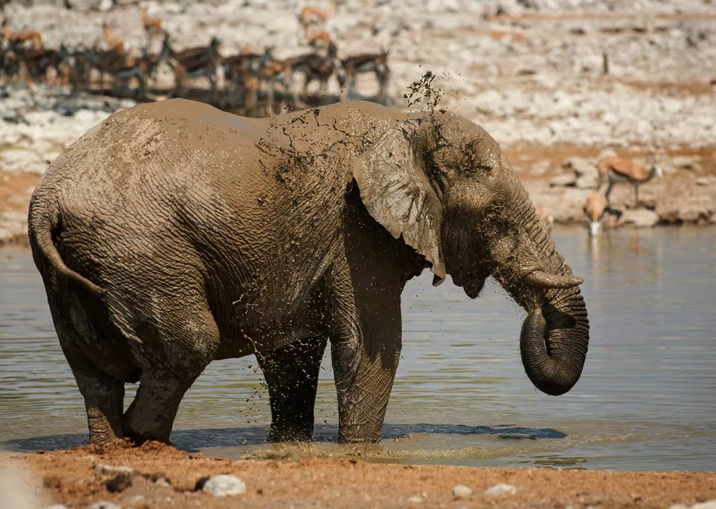 Seronera region, Mara River crossings, Ngorongoro Crater