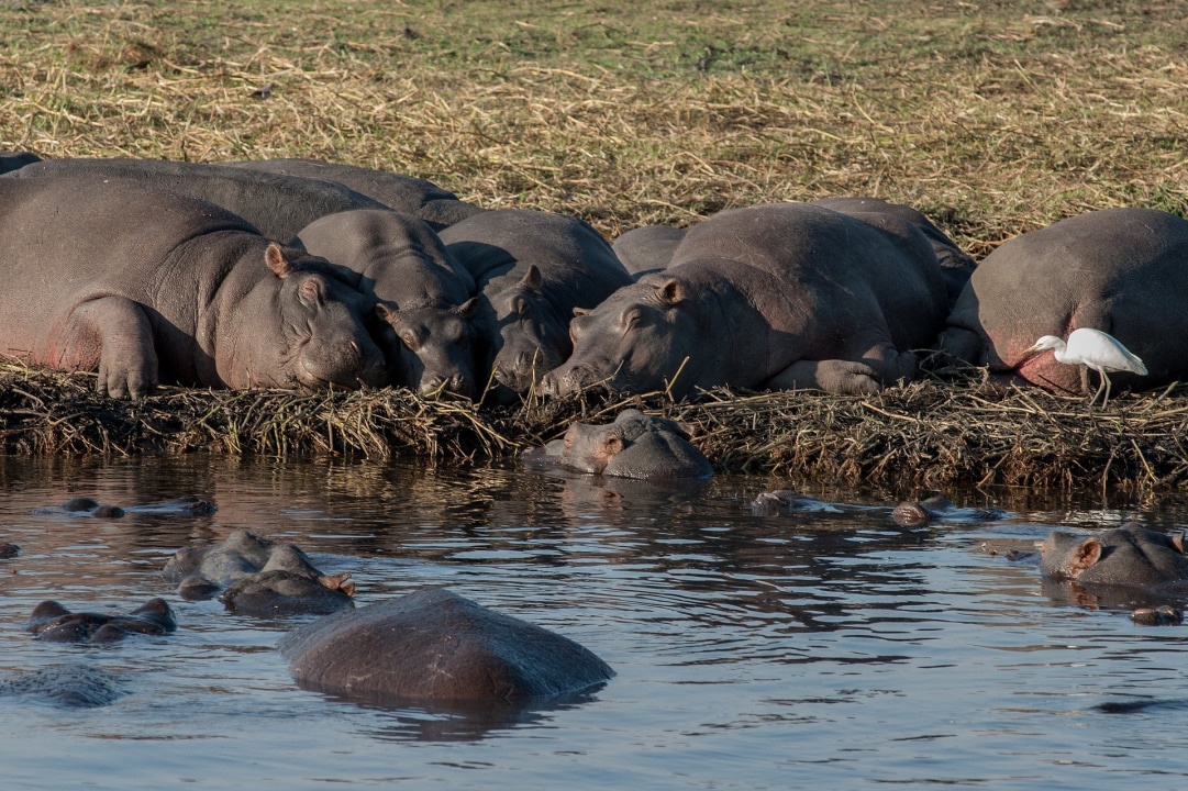 Chobe River, Chobe National Park, Chobe Safari Lodge
