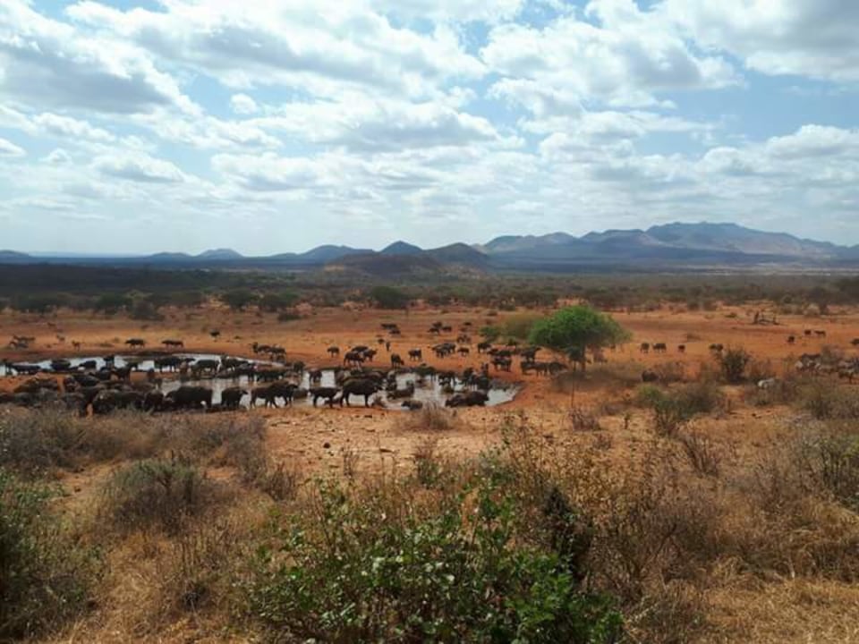 Taita Hills Game Sanctuary, Salt Lick Lodge above water holes, Tsavo West National Park plains and river forest