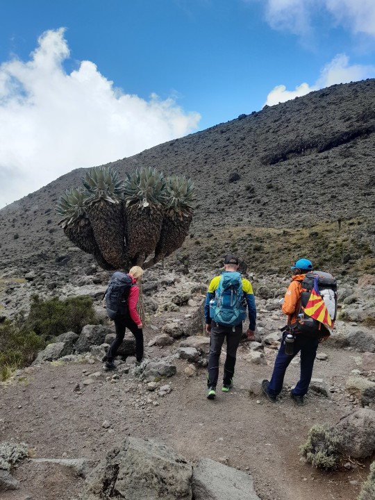 Machame Gate rainforest, Shira Plateau and Lava Tower, Barranco Wall and Karanga Valley, Stella Point sunrise